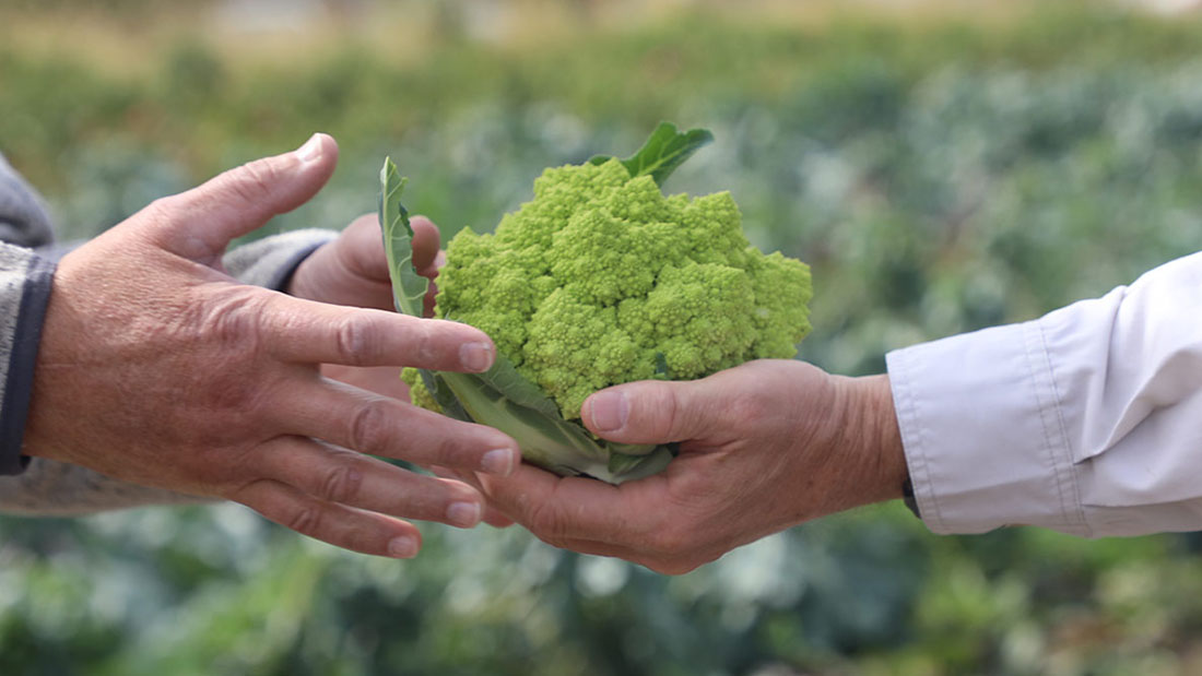 Hands holding fresh produce.